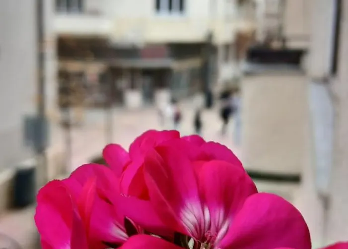 Dinerdowntown In Vaci Street With Free Garage *